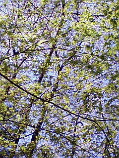 �߂��炵��