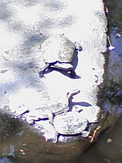 �^���s��(�P���P;)