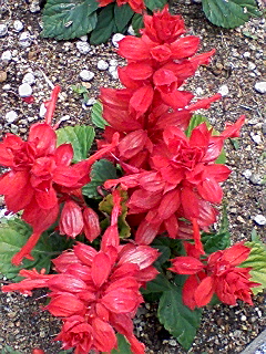 �Ȃ�ĉԂ���E�E�E