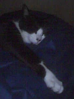 ��������ɂ����(��)