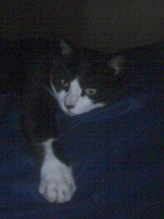 ��������ɂ���ނQ